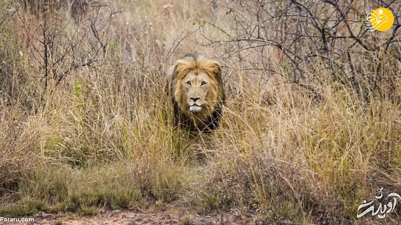 (ویدئو) (ویدئو)